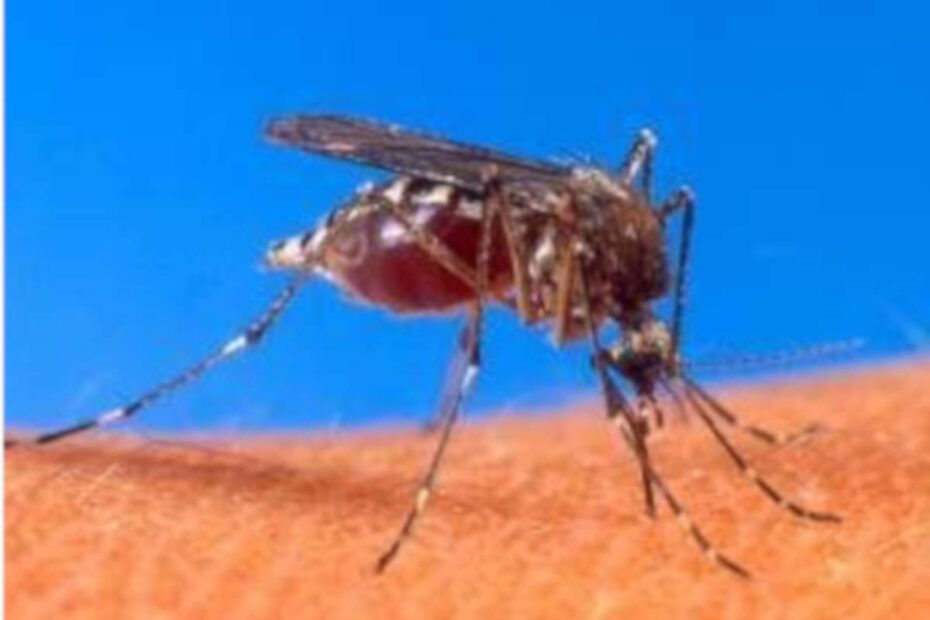 Larvicida contra dengue - destacada