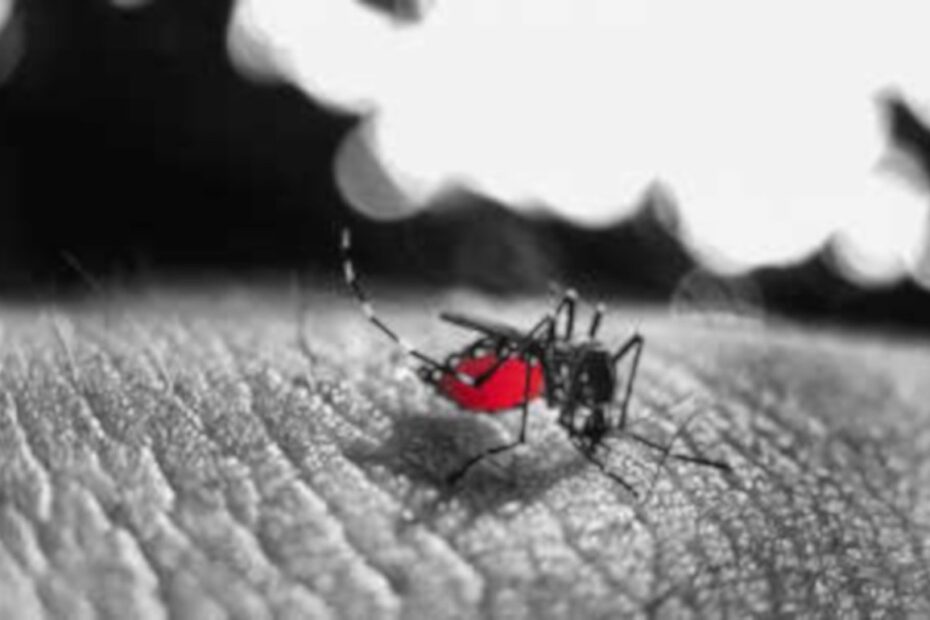 Eliminar o mosquito da dengue Ajude e siga estas dicas - destacada